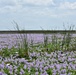 Lake Okeechobee Aquatic Invasive Water Hyacinth