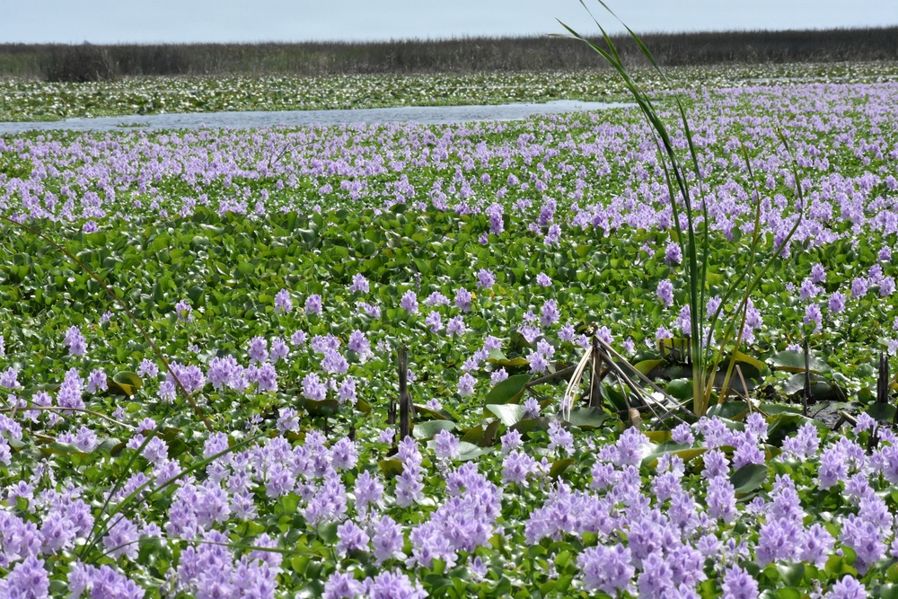 Lake Okeechobee Aquatic Invasive Water Hyacinth
