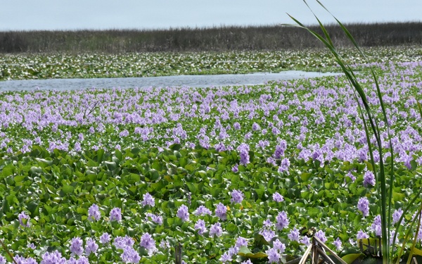 Lake Okeechobee Aquatic Invasive Water Hyacinth