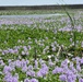 Lake Okeechobee Aquatic Invasive Water Hyacinth