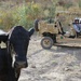 Cow 106