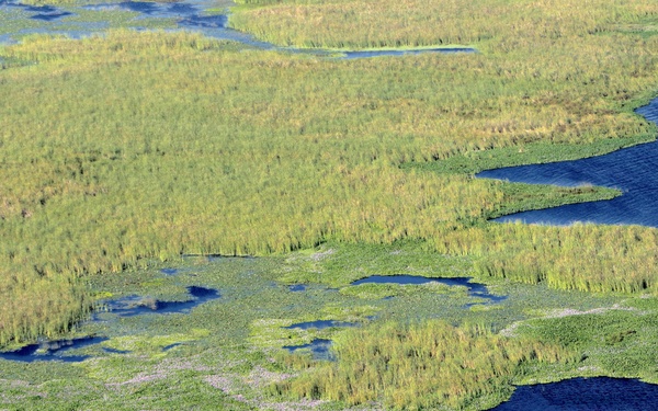 Aquatic Invasive Hyacinth Blooms on Lake Okeechobee