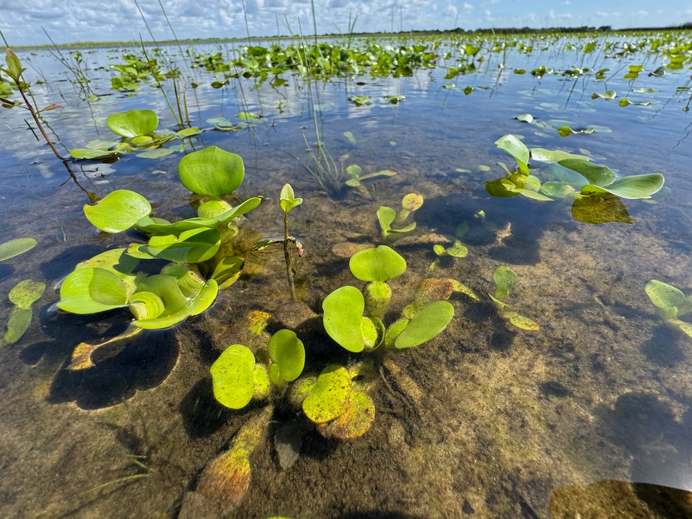 Young water hyacinth emerges from Lake Okeechobee lakebed