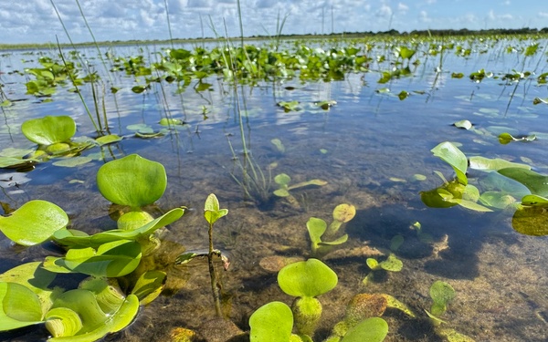 Young water hyacinth emerges from Lake Okeechobee lakebed