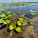 Young water hyacinth emerges from Lake Okeechobee lakebed