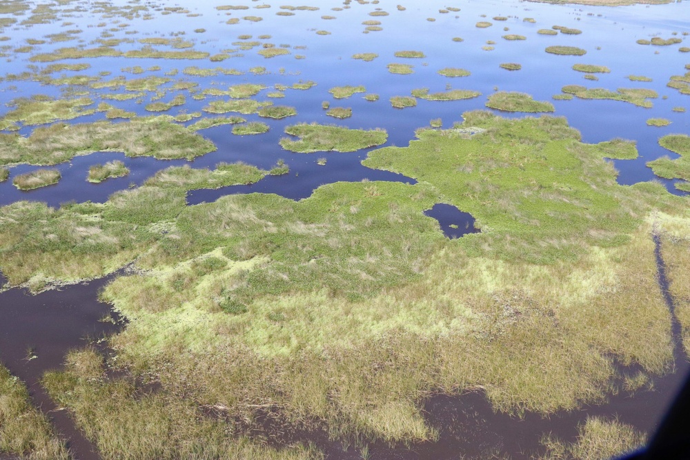Aquatic invasive water lettuce spreads across Lake Okeechobee