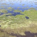 Aquatic invasive water lettuce spreads across Lake Okeechobee