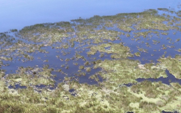 Aquatic Invasive water lettuce blankets Lake Okeechobee