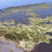 Aquatic Invasive water lettuce blankets Lake Okeechobee