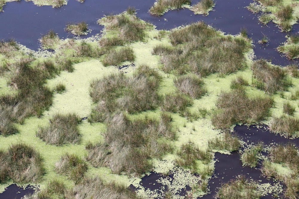 Water Lettuce blankets Lake Okeechobee