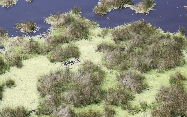 Water Lettuce blankets Lake Okeechobee