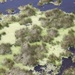 Water Lettuce blankets Lake Okeechobee