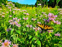 Pollinators play important role in nature and society