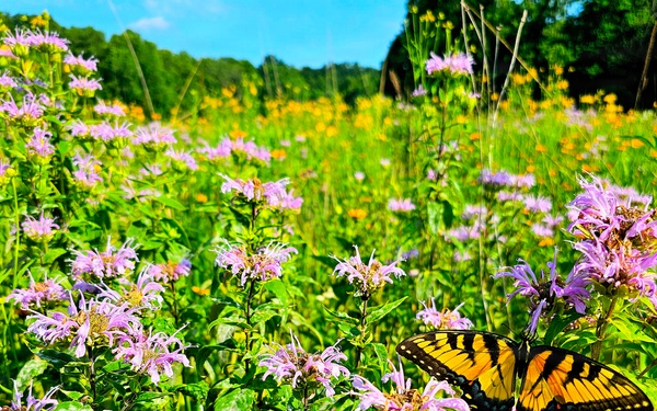 Pollinators play important role in nature and society