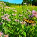 Pollinators play important role in nature and society