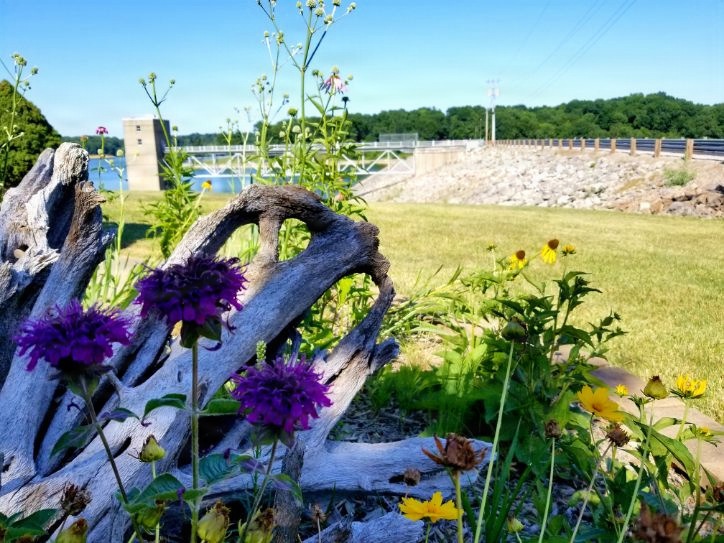Pollinators play important role in nature and society