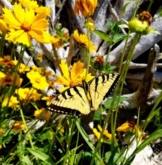 Pollinators play important role in nature and society