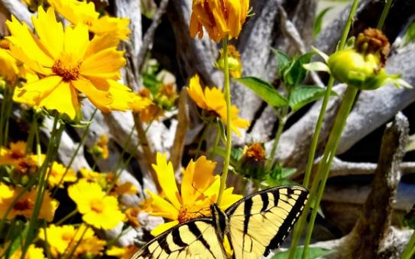 Pollinators play important role in nature and society