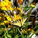 Pollinators play important role in nature and society