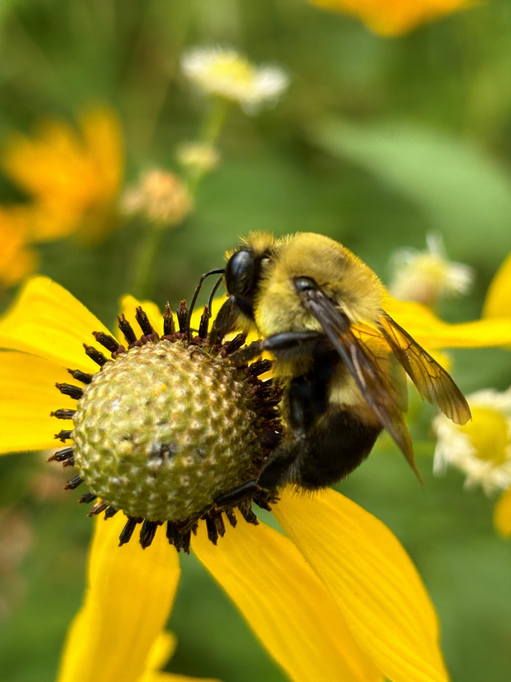 Pollinators play important role in nature and society