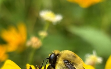Pollinators play important role in nature and society