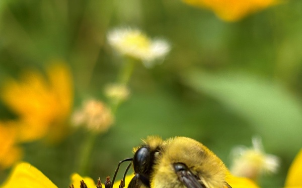 Pollinators play important role in nature and society