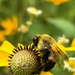 Pollinators play important role in nature and society