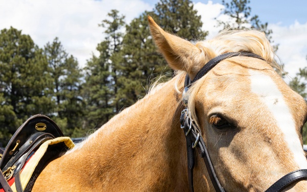 Marine Corps Mounted Color Guard participates in Elizabeth Stampede 2026