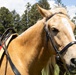 Marine Corps Mounted Color Guard participates in Elizabeth Stampede 2026