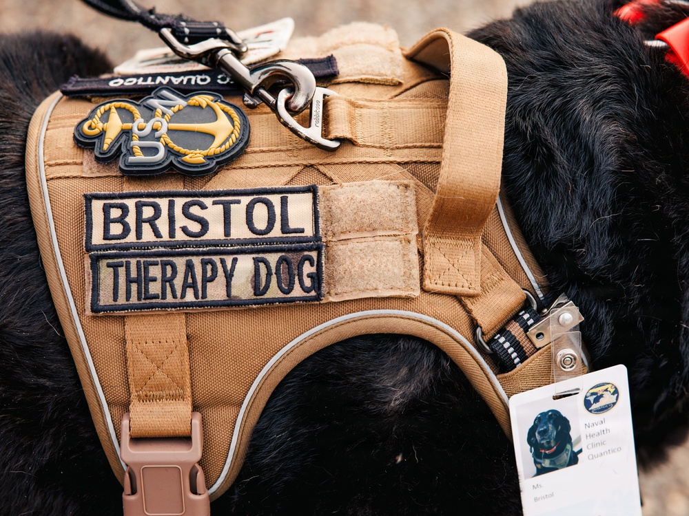 Therapy Dog Bristol visits Marines and Sailors aboard MCB Quantico health clinics