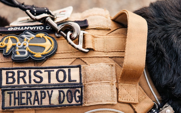 Therapy Dog Bristol visits Marines and Sailors aboard MCB Quantico health clinics