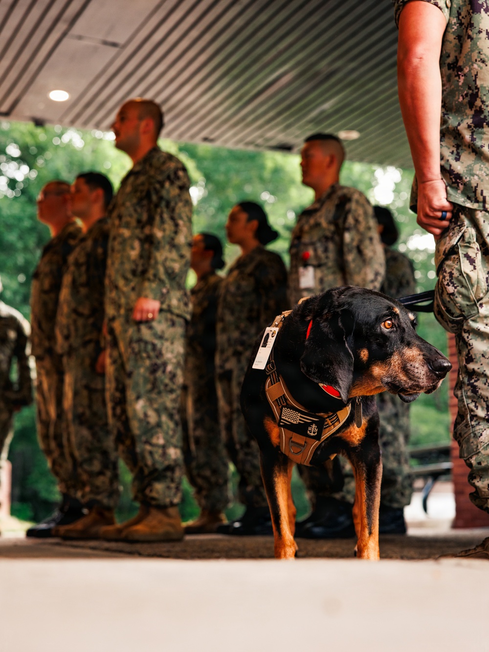 Therapy Dog Bristol visits Marines and Sailors aboard MCB Quantico health clinics