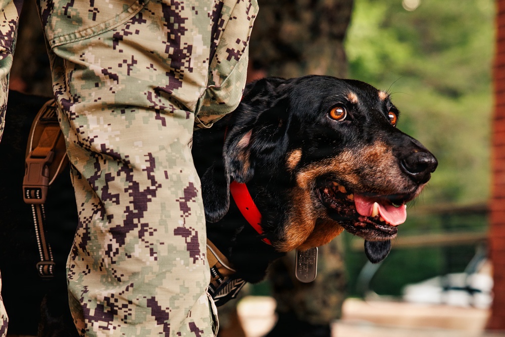 Therapy Dog Bristol visits Marines and Sailors aboard MCB Quantico health clinics
