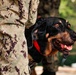 Therapy Dog Bristol visits Marines and Sailors aboard MCB Quantico health clinics