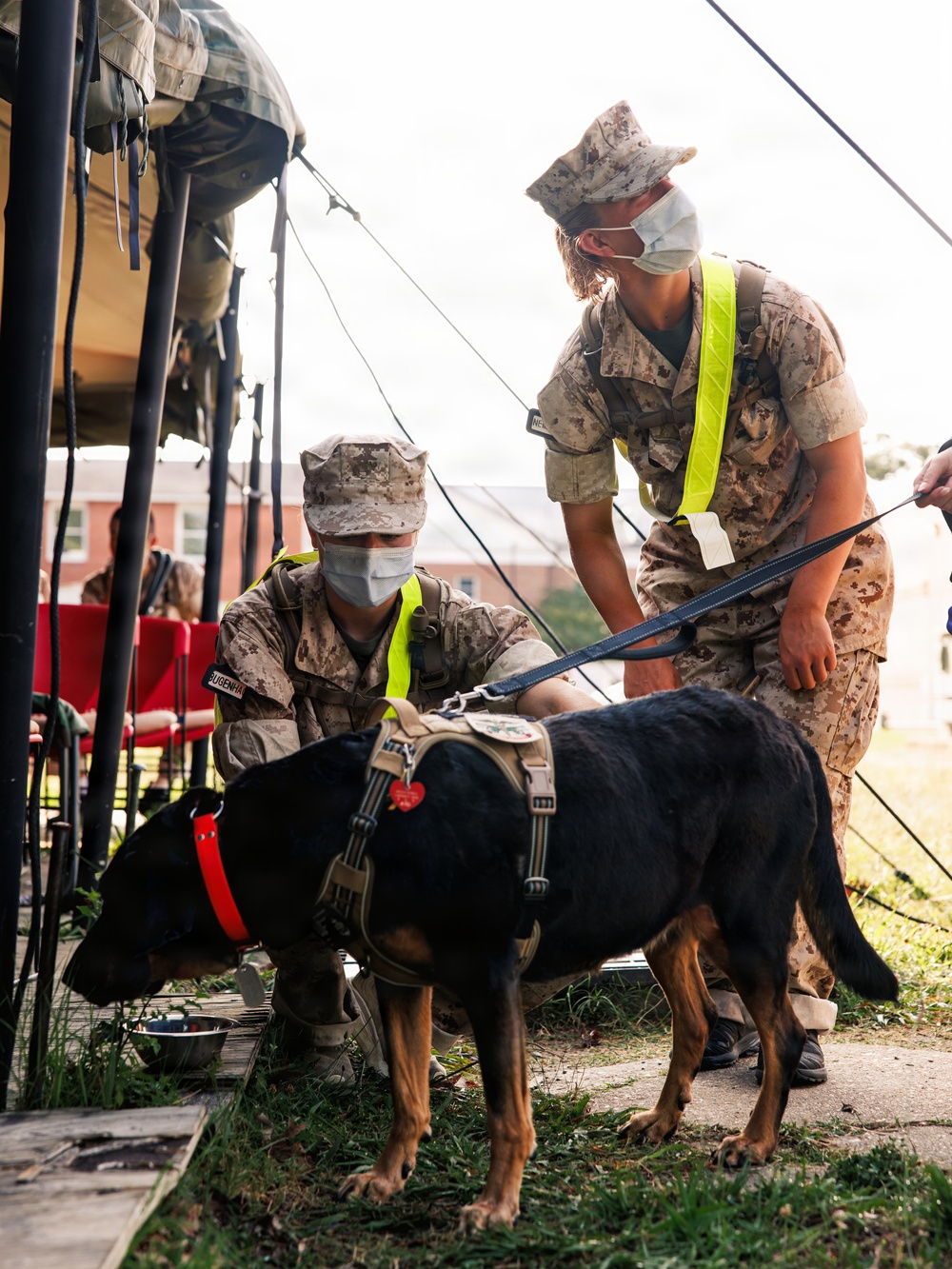 Therapy Dog Bristol visits Marines and Sailors aboard MCB Quantico health clinics