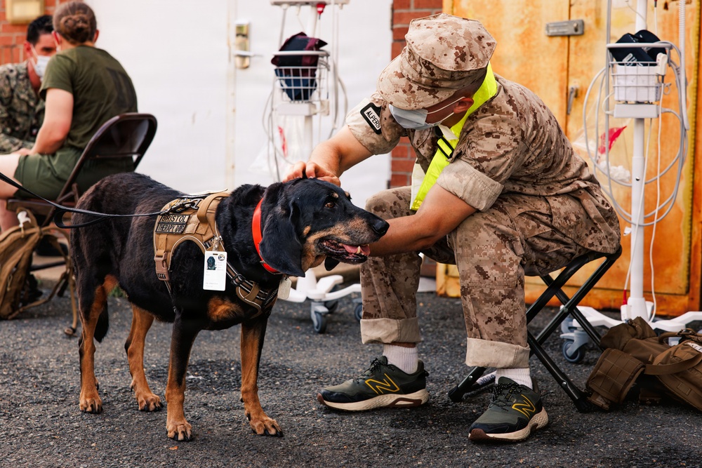 Therapy Dog Bristol visits Marines and Sailors aboard MCB Quantico health clinics