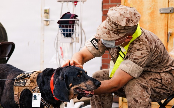 Therapy Dog Bristol visits Marines and Sailors aboard MCB Quantico health clinics