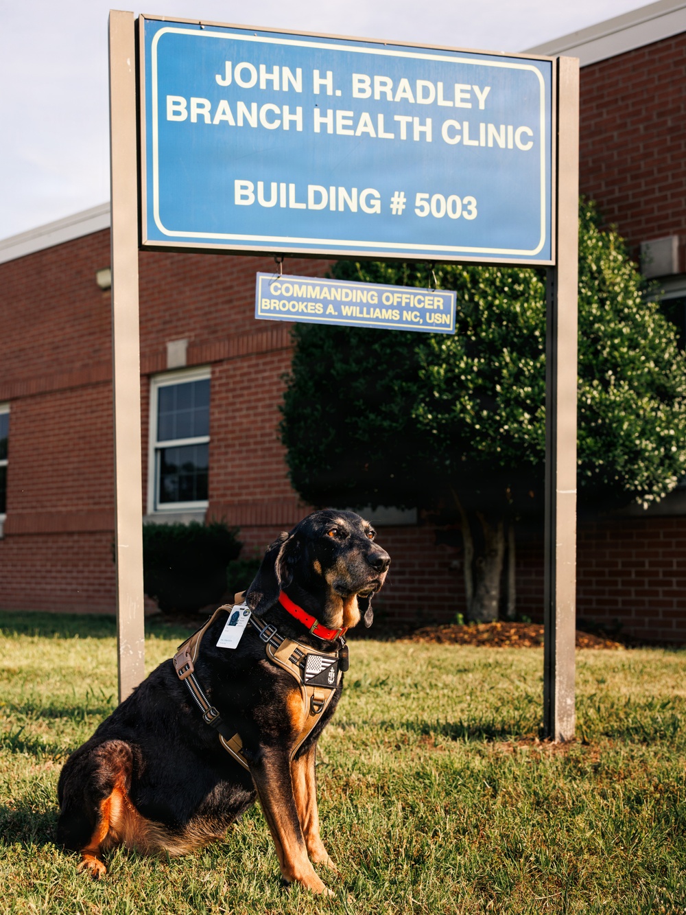 Therapy Dog Bristol visits Marines and Sailors aboard MCB Quantico health clinics