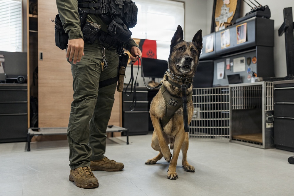 U.S. Marine Corps Military Working Dog Rambo