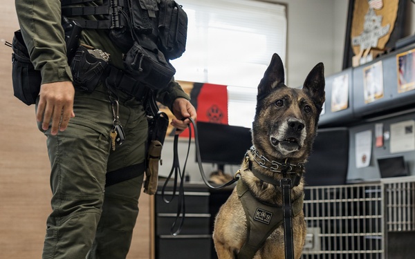 U.S. Marine Corps Military Working Dog Rambo