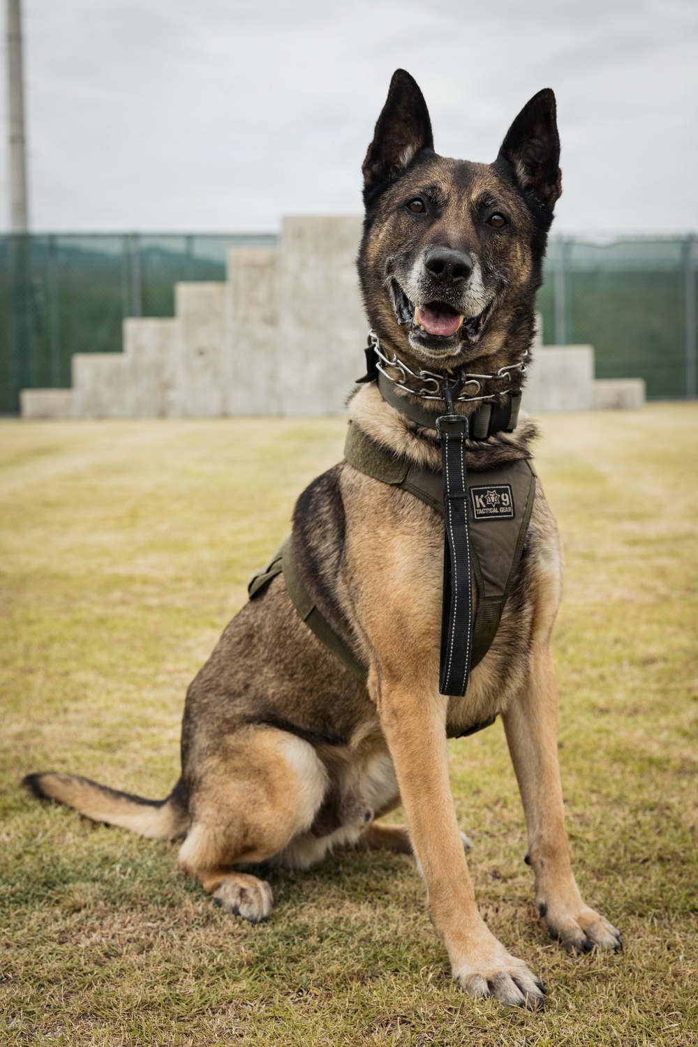 U.S. Marine Corps Military Working Dog Rambo