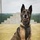 U.S. Marine Corps Military Working Dog Rambo