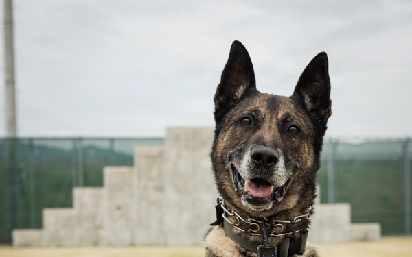 U.S. Marine Corps Military Working Dog Rambo
