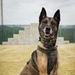 U.S. Marine Corps Military Working Dog Rambo