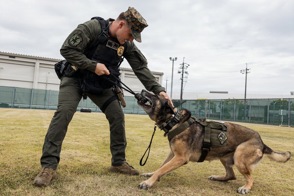 U.S. Marine Corps Military Working Dog Rambo