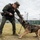 U.S. Marine Corps Military Working Dog Rambo