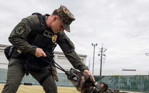 U.S. Marine Corps Military Working Dog Rambo