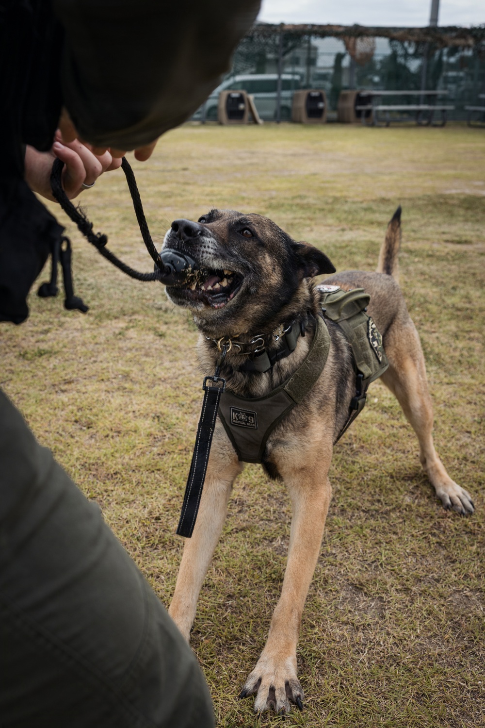 U.S. Marine Corps Military Working Dog Rambo