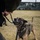 U.S. Marine Corps Military Working Dog Rambo