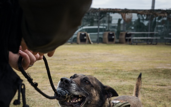 U.S. Marine Corps Military Working Dog Rambo